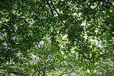 Bungie良心！Stadia《命运2》玩家可免费获得一个月GeForce Now